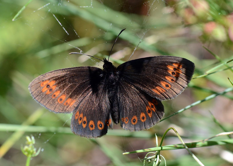 Erebia albergana